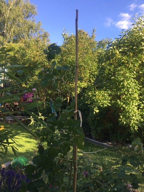 Rankstab aus Bambus als Stützhilfe für Rosen