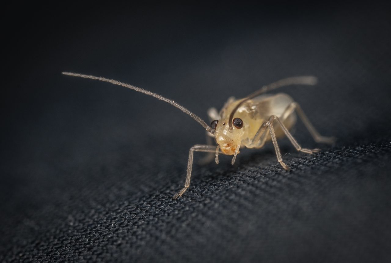 Detaillierte Makrofotografie eines kleinen Insekts